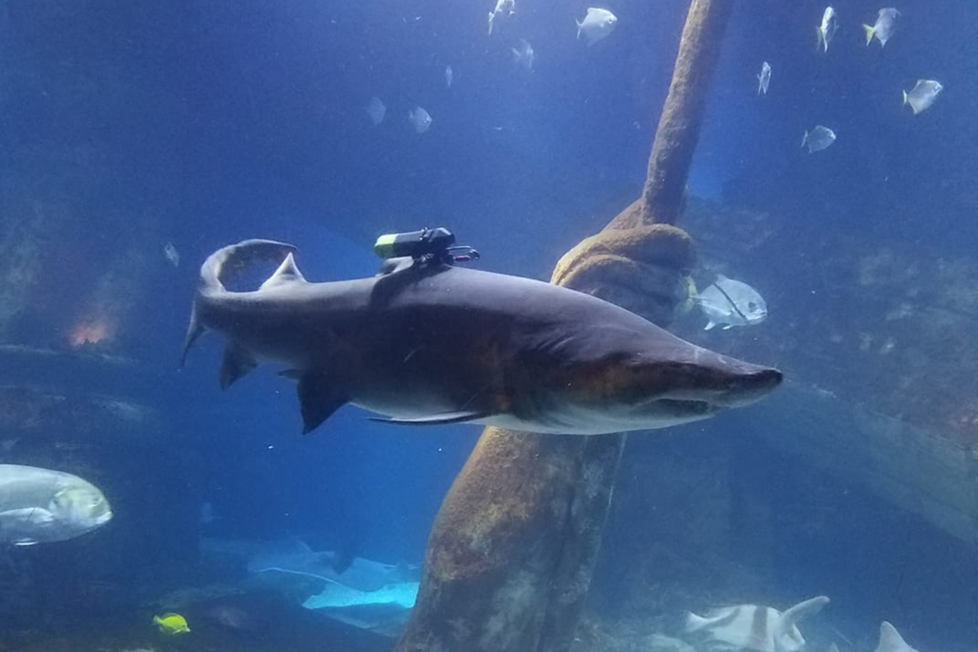 A Shark at the South Fork Natural History Museum Shark Research and Education Program