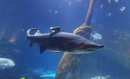 A Shark at the South Fork Natural History Museum Shark Research and Education Program